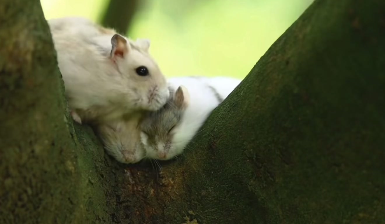 @chips.hamster