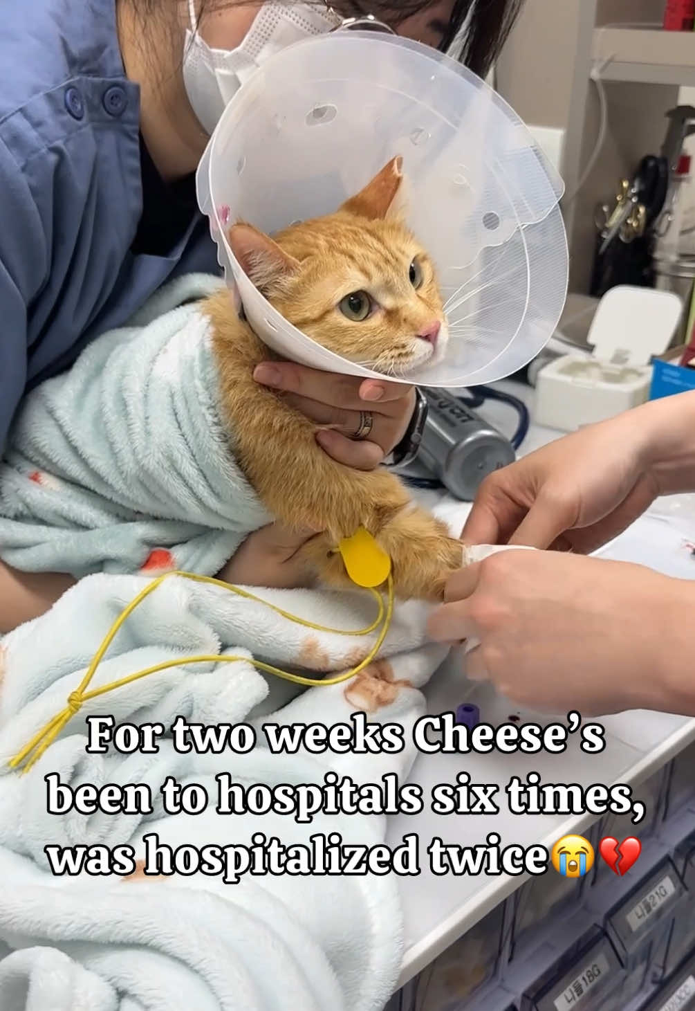 @MyStrayCheese