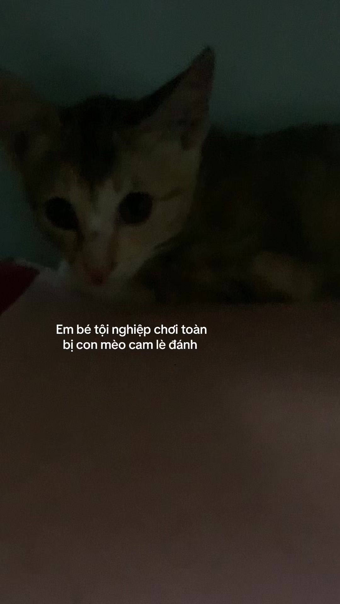 @Trú mèo tên mimi