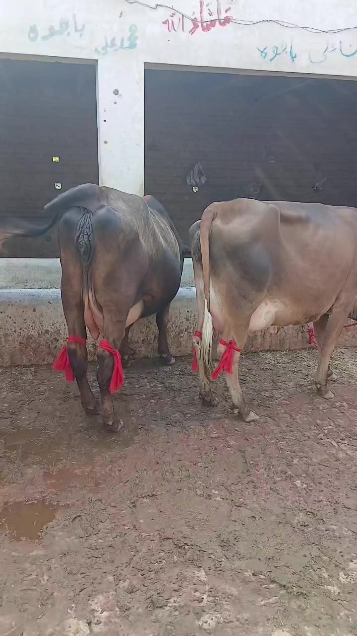 @Farming and Business Ideas