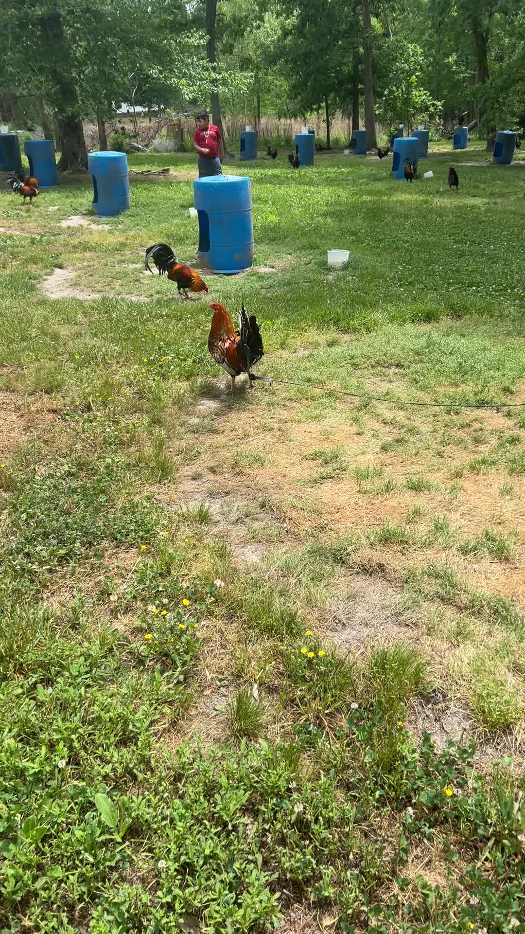 @Dragon game farm