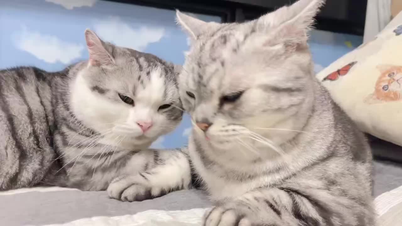 @migo是貓?
