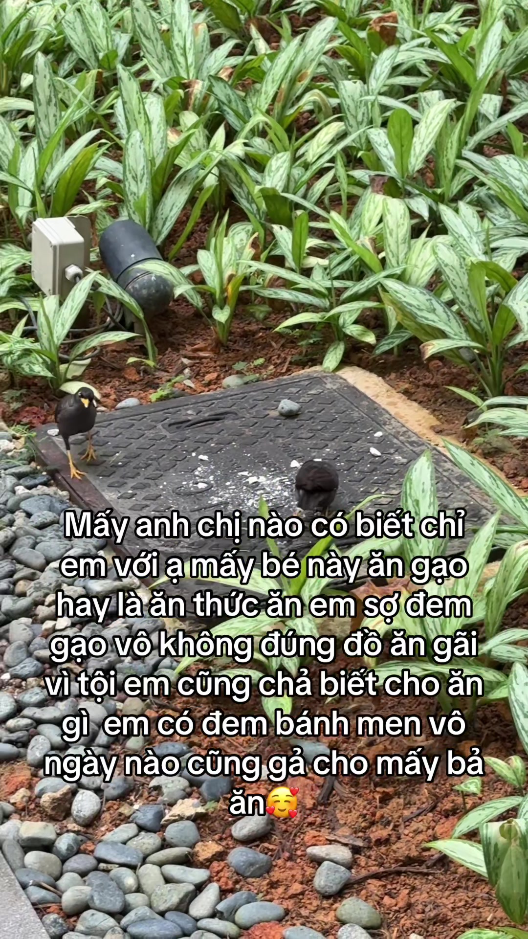 @68 Kiên Giang