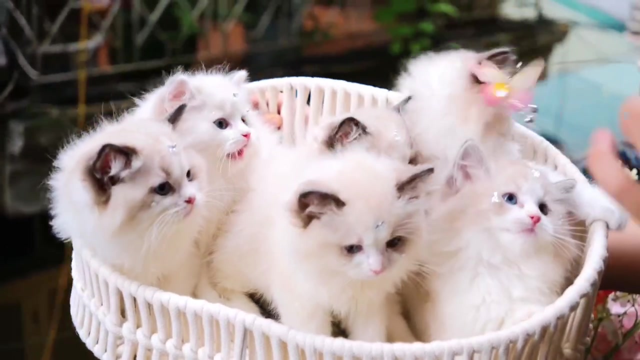 @fuyncats
