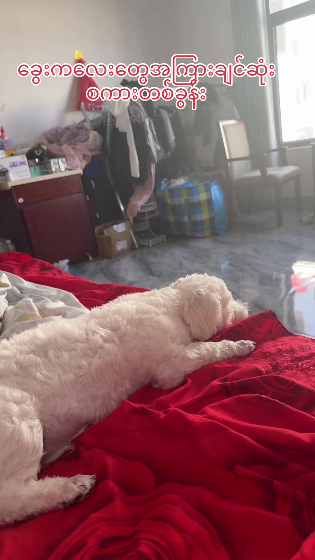 @招财🐶