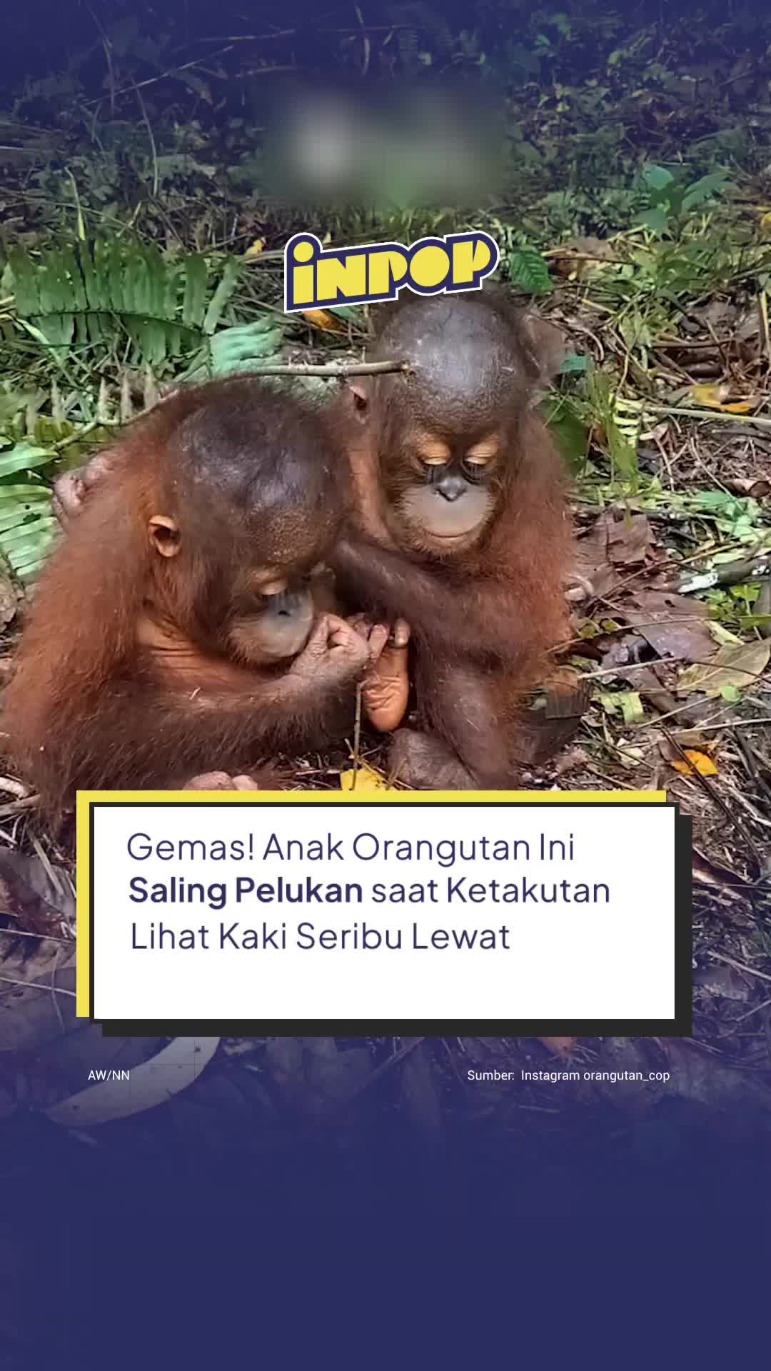 @inpopmedia
