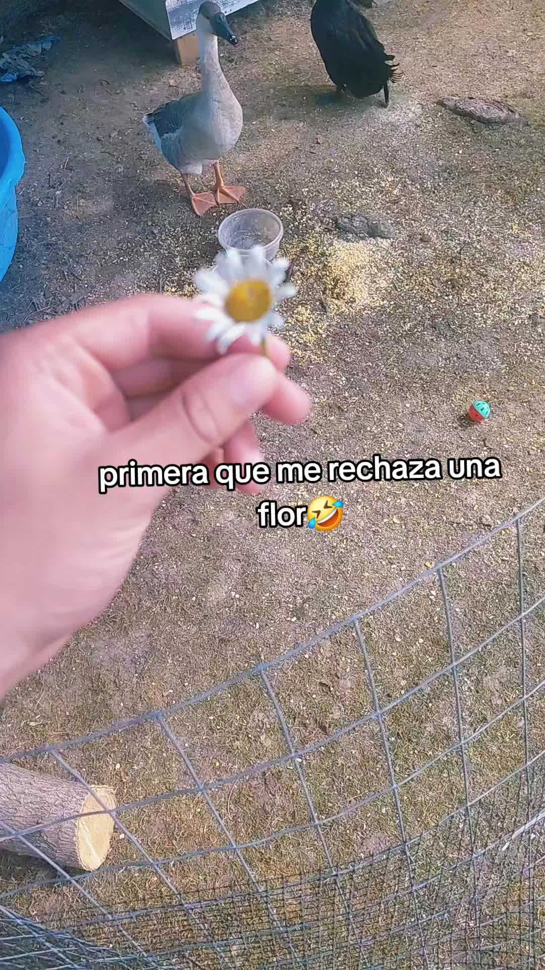 @Nicabunny