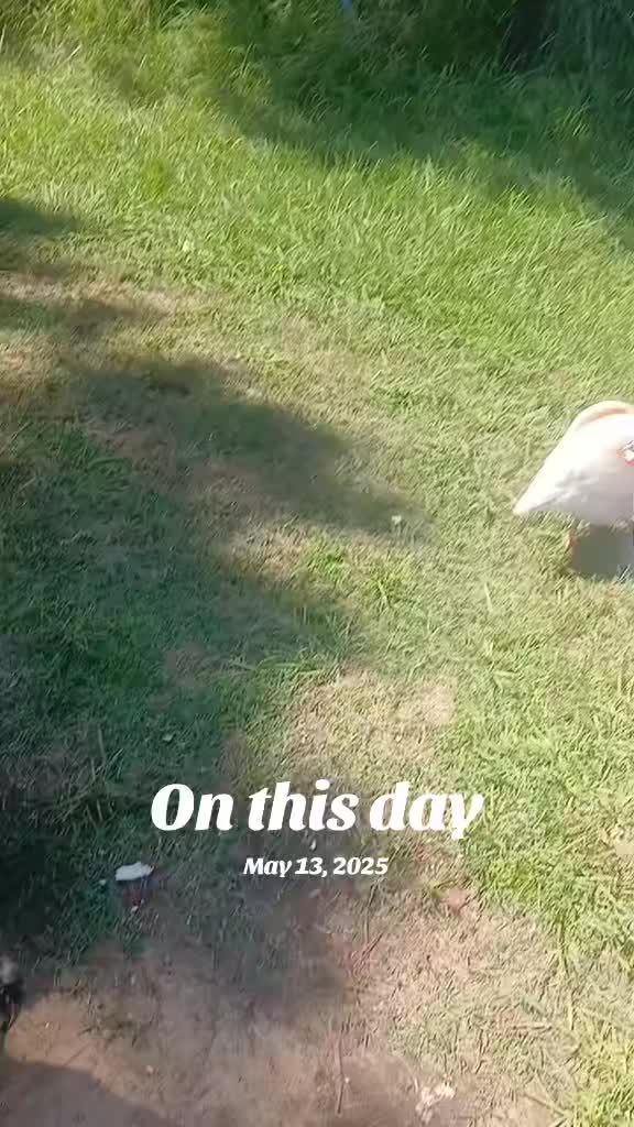 @Chicken Pimp