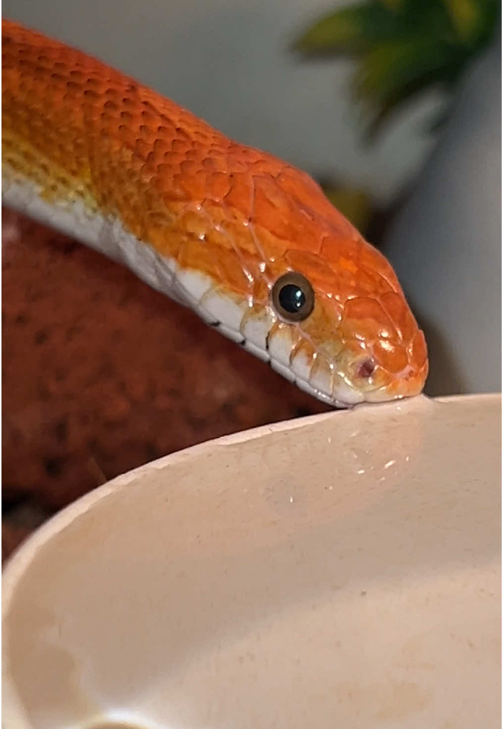 @🐍 Derricks Reptiles 🐍