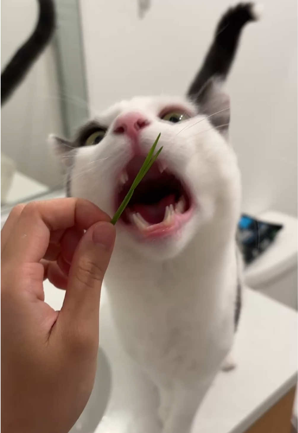 @Mimi Wawa Meow