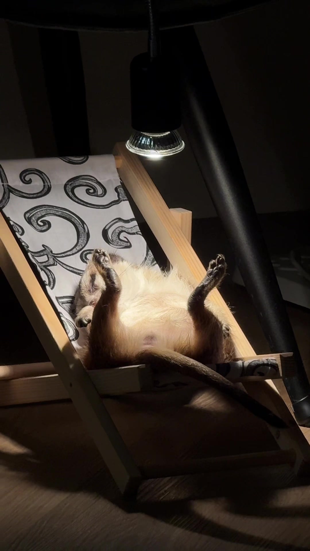 @TIMON THE MEERKAT