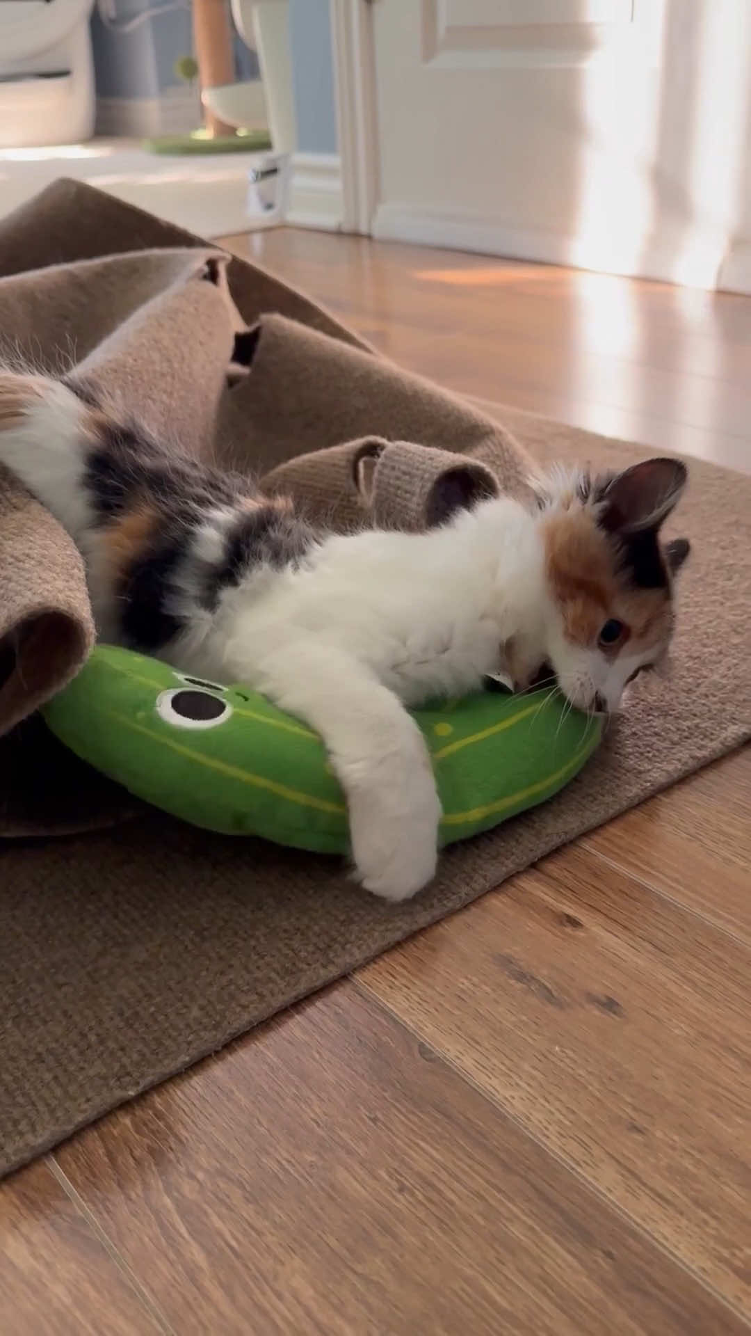 @The Oreo Cat