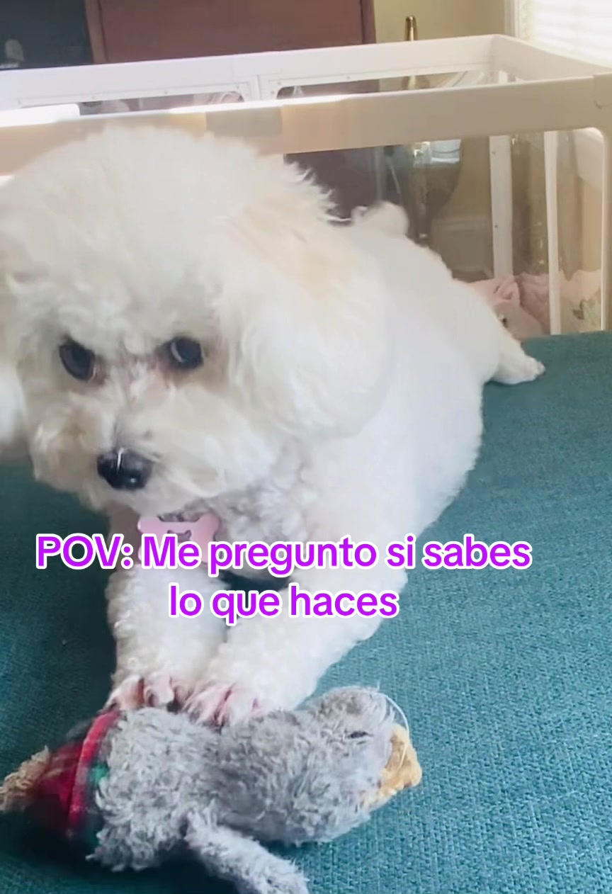 @profetrivella