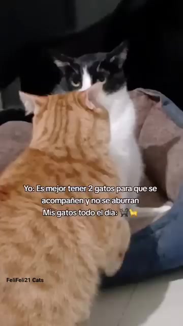 @Giselle Céspedes