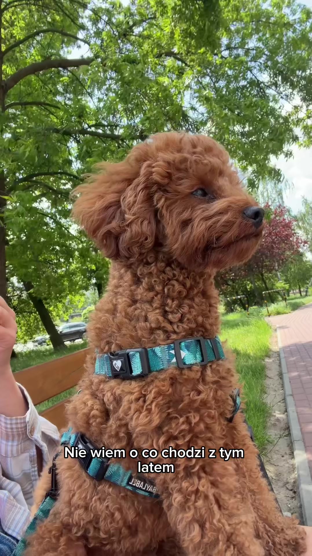 @Benni 🐾 IG: benni_toypoodle