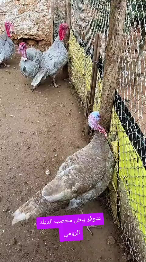 @دواجن الياس🐔🐔🐔