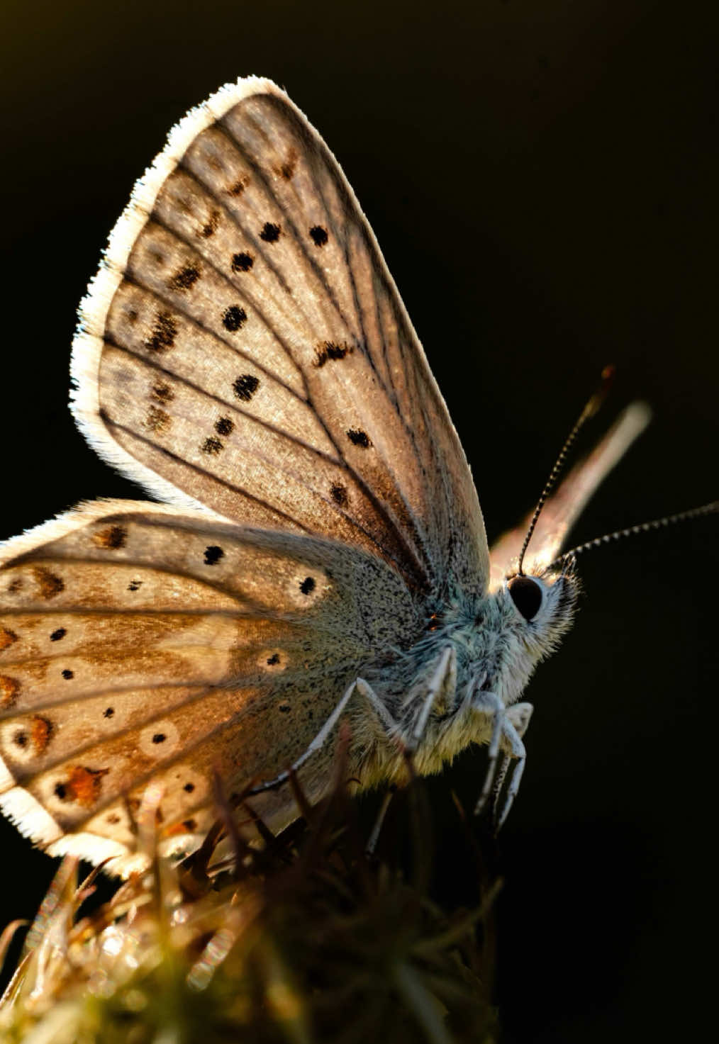 @robinswildlife