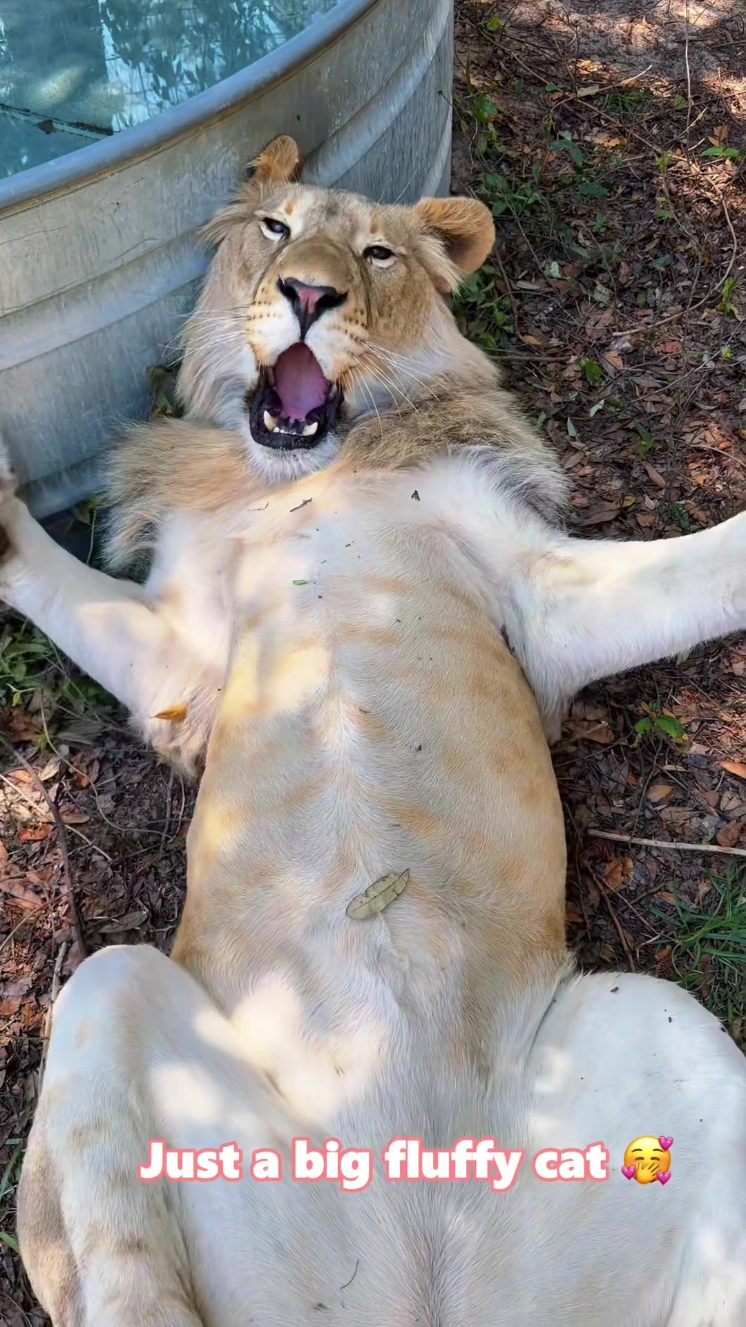 @NakadZoo!