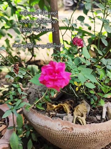 @၈/အညာသားလက်ဇီ