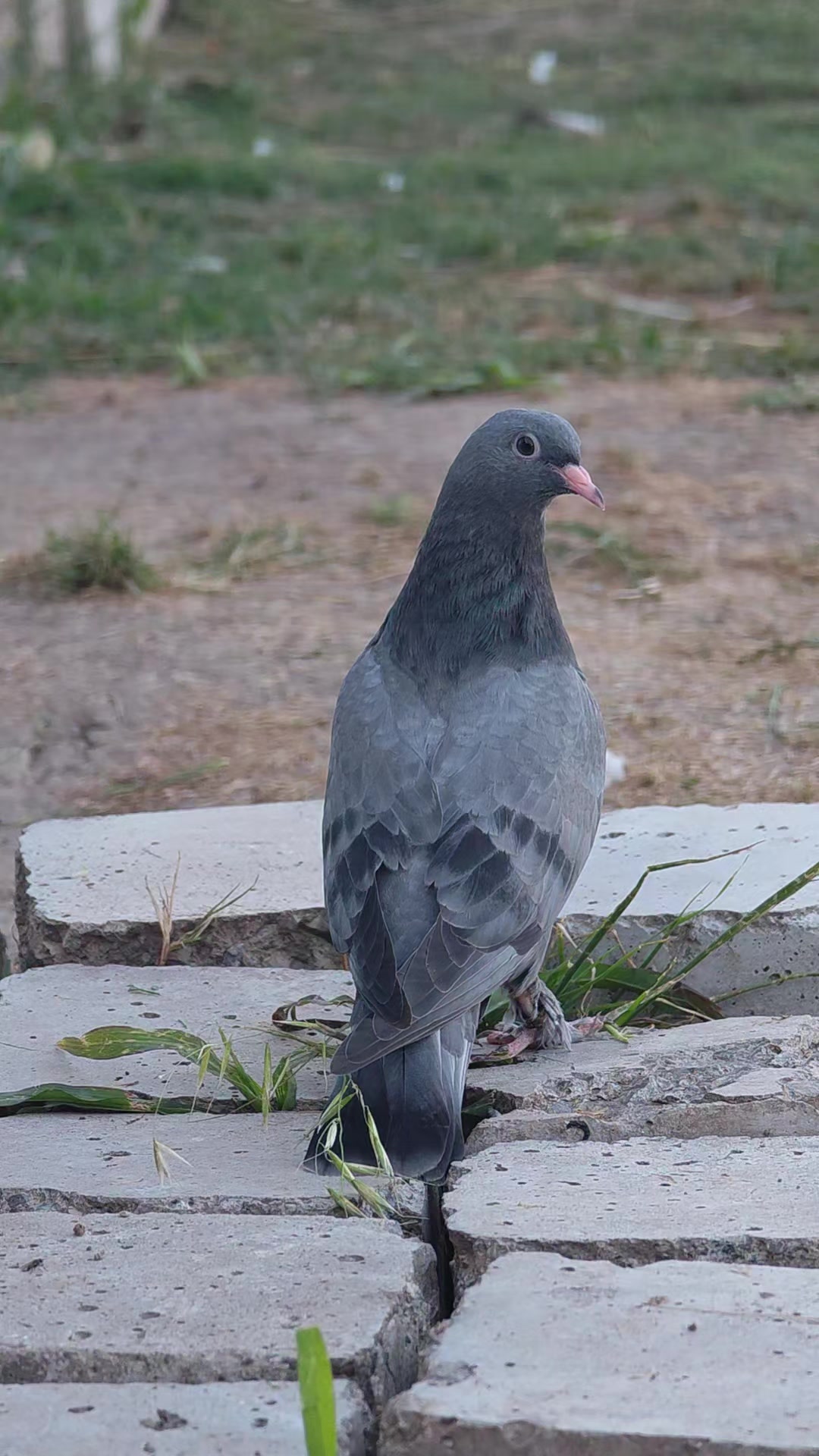 @Kuşcu Emre