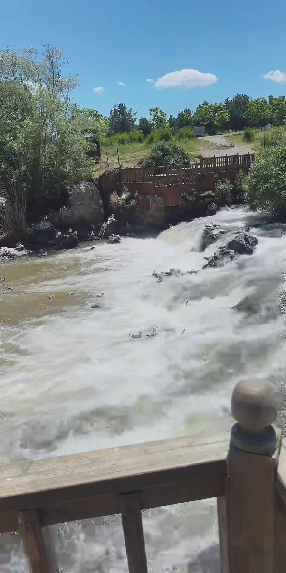 @Dural eğriboyun