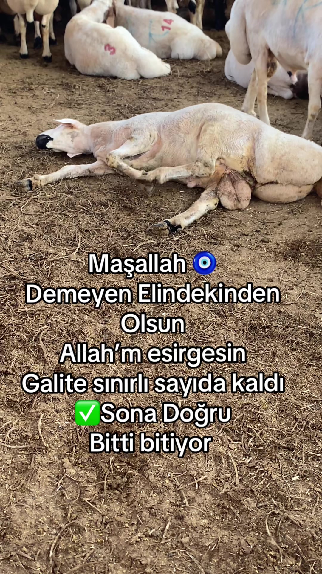 @Güven897