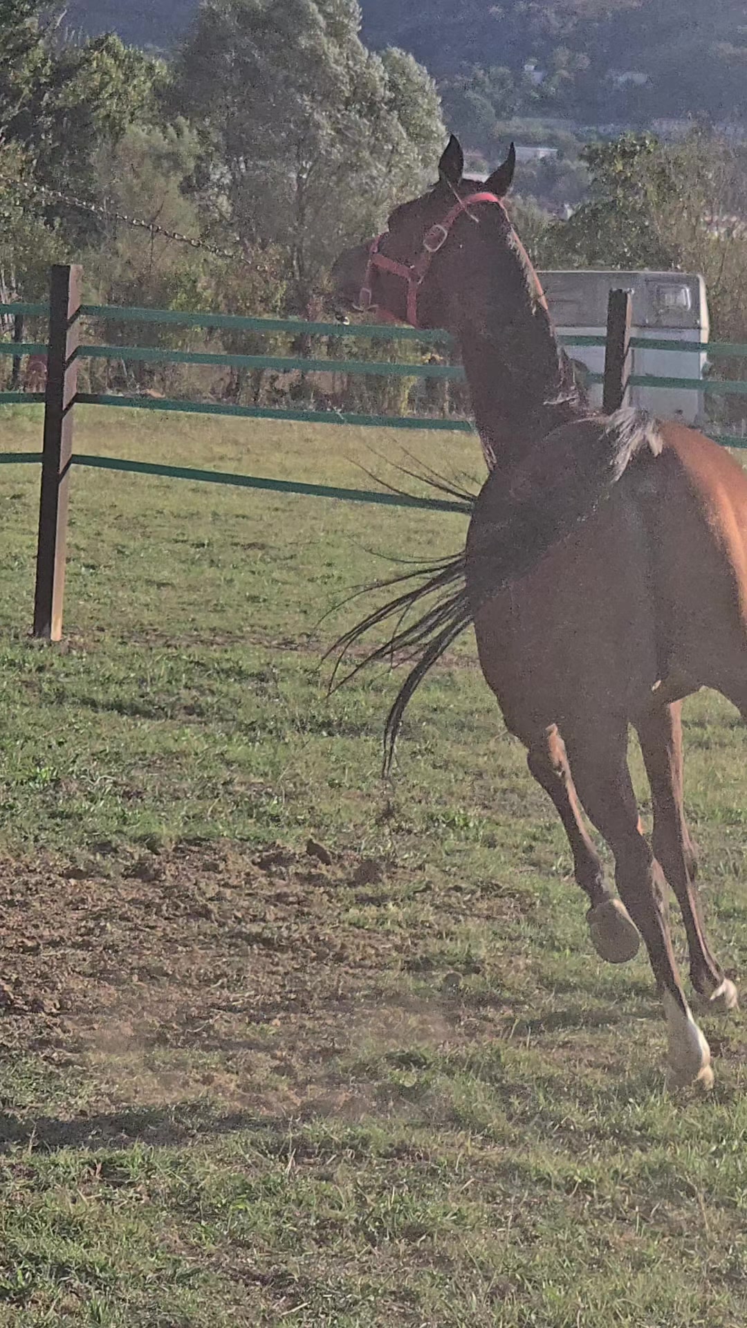 @Horse Training Center Albania