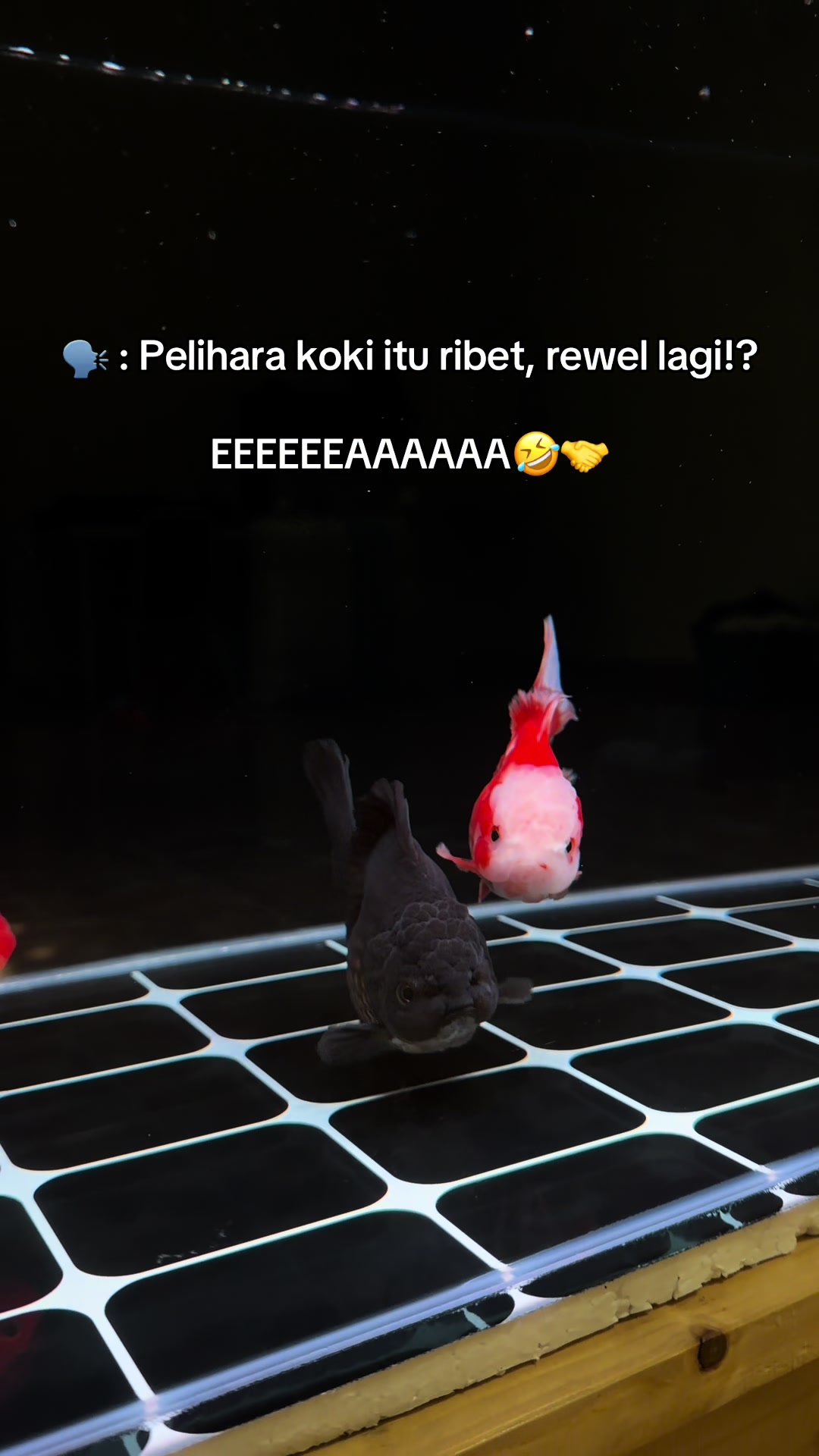 @Koko Koki
