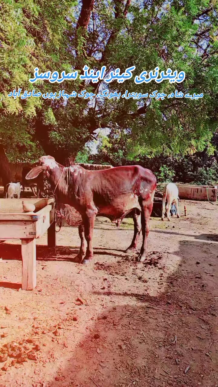 @ویٹرنری کیئر اینڈ سروسز