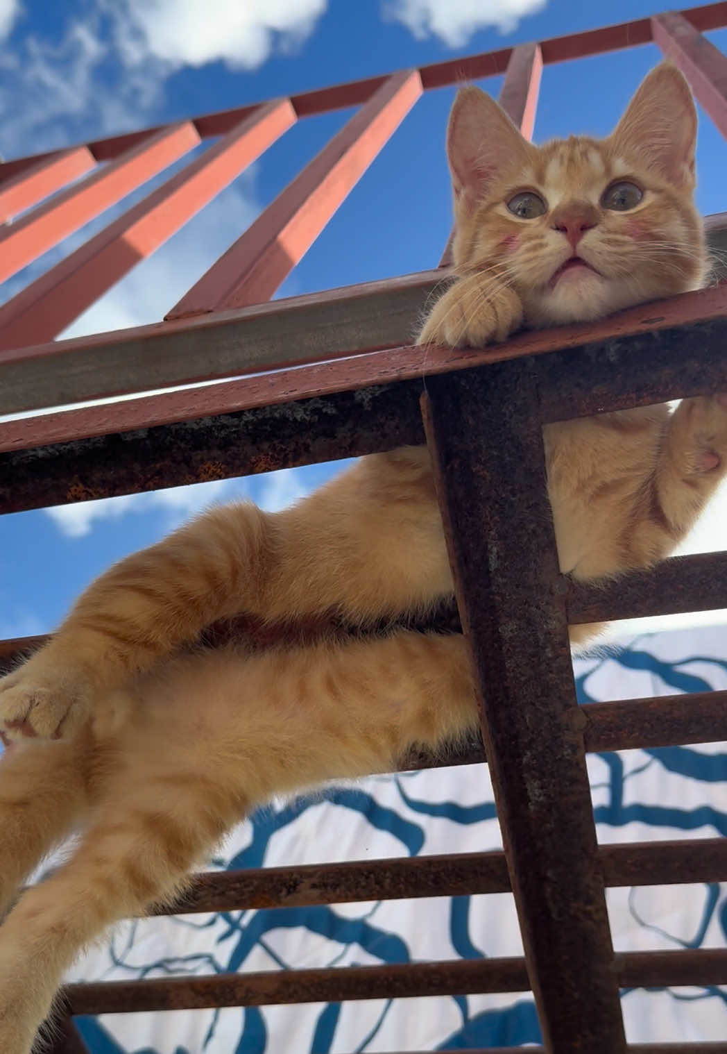 @It’s MEow