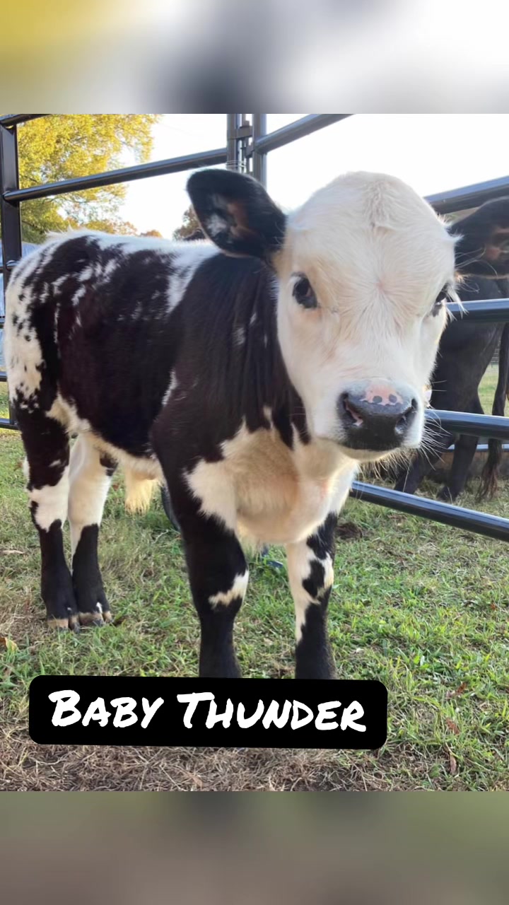 @Georgia Farm Girl