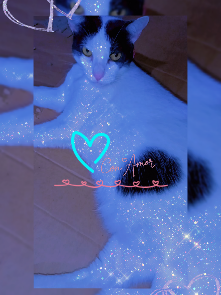 @🦋𝓙𝓮𝓷𝓷𝔂_𝓬𝓱𝓲𝓷𝓲𝓽𝓪15✨