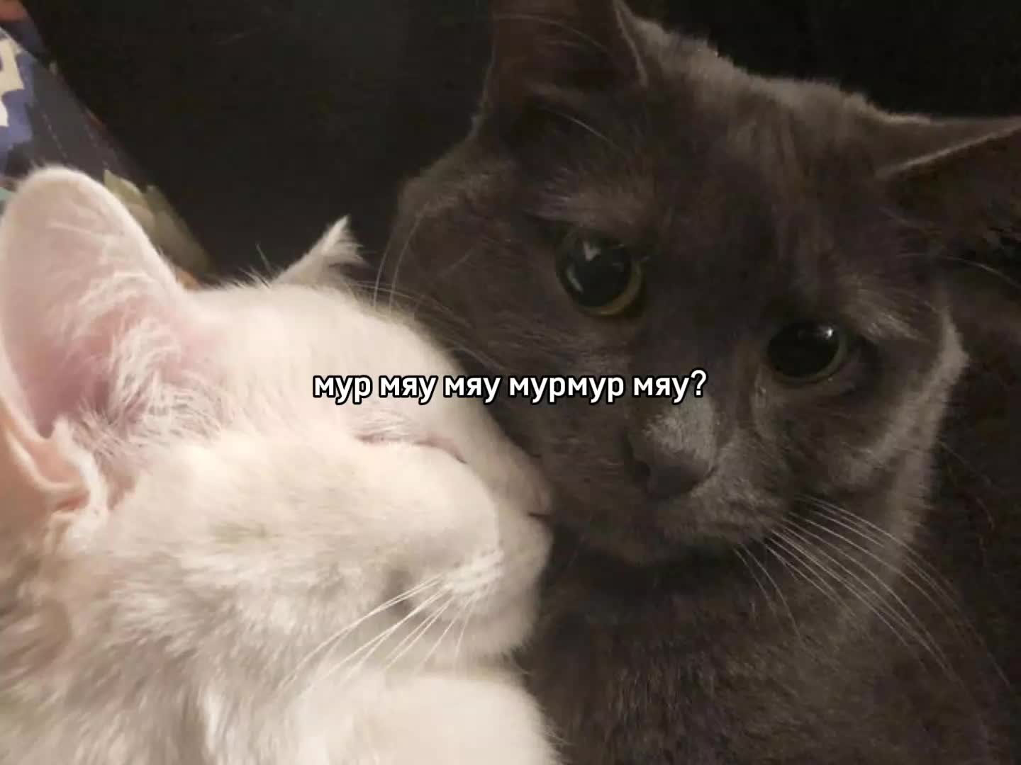 @ꜰᴇɴʏᴀ@