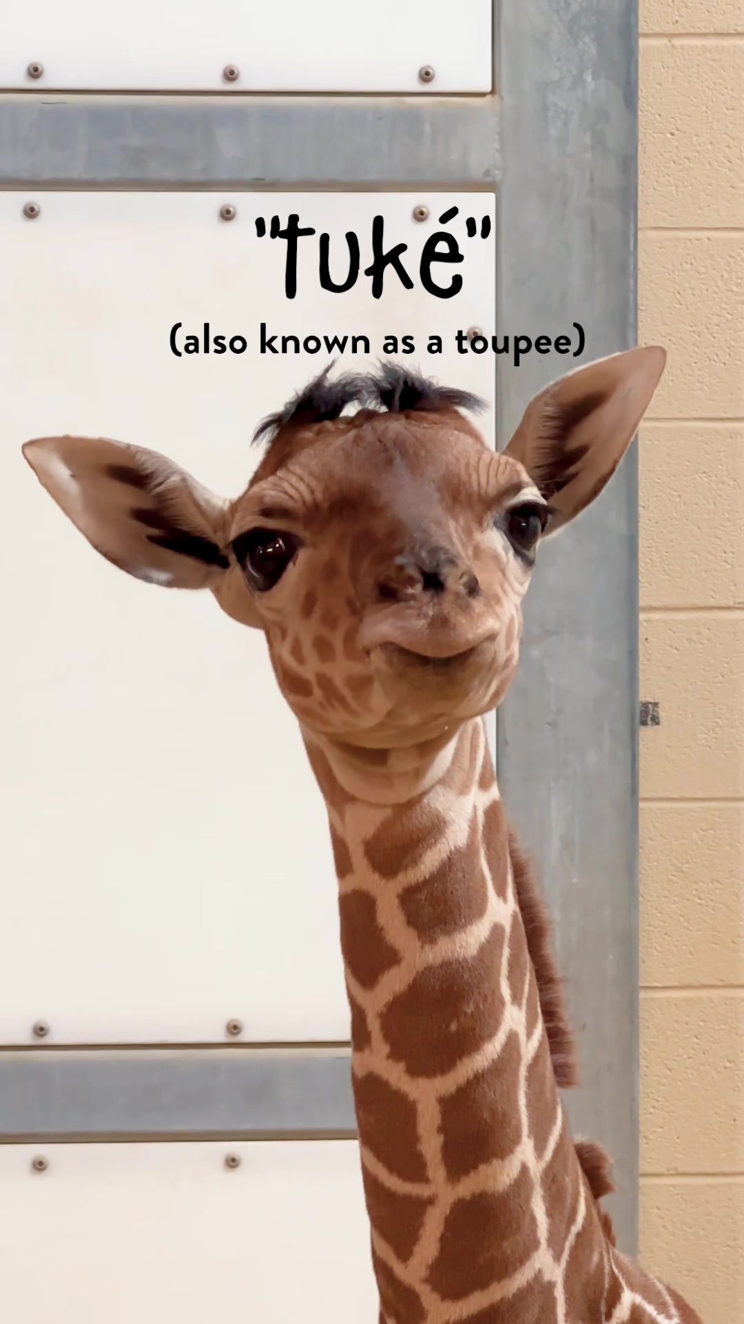 @The Toledo Zoo