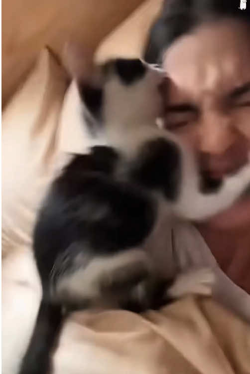 @funnyanimalvideo99