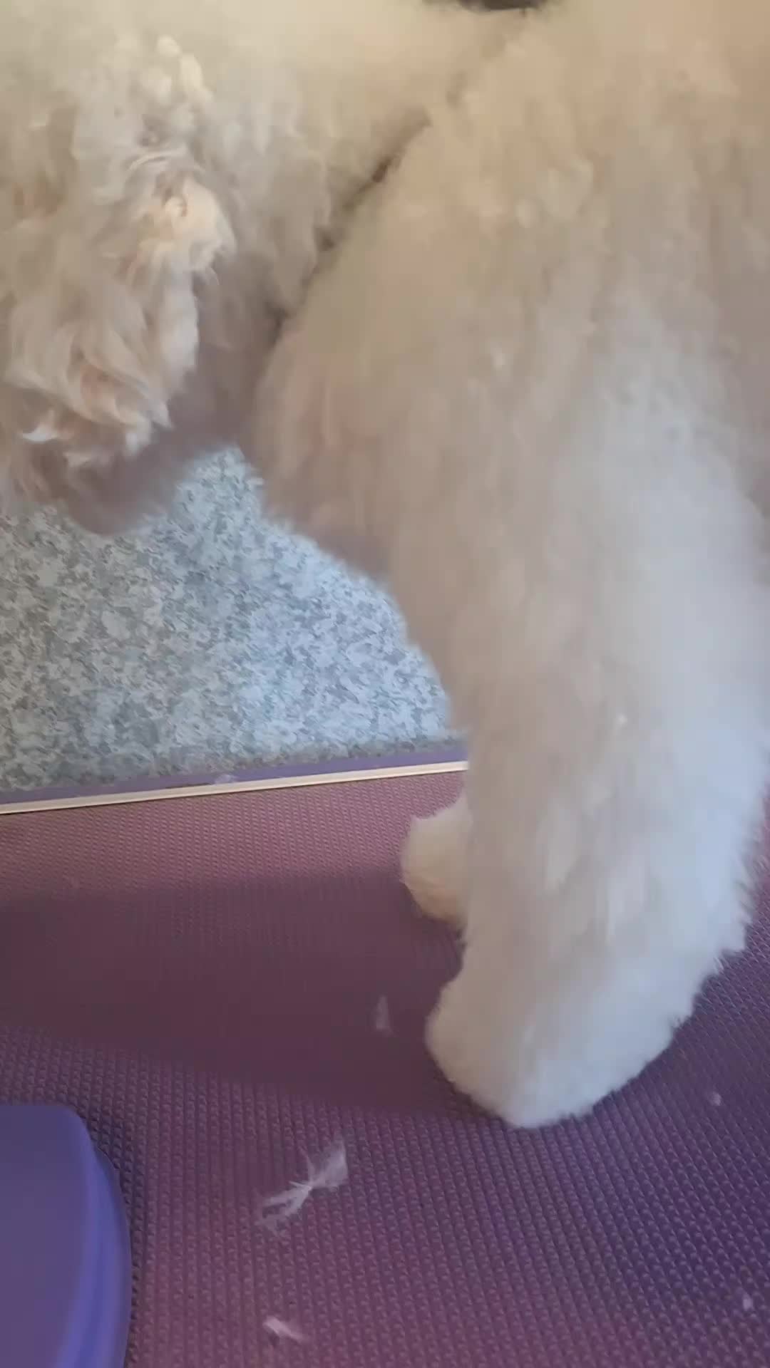 @dogs_and_stuff_8