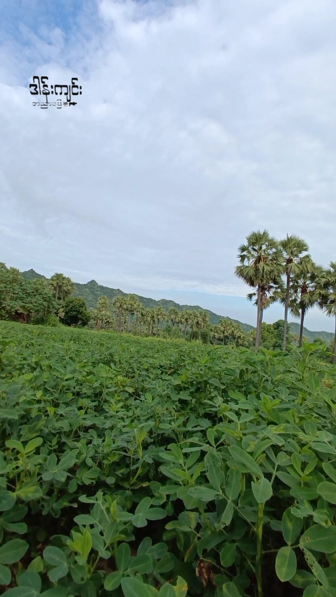 @ဒါန်းကျင်း/အညာမြေ(9.5M)