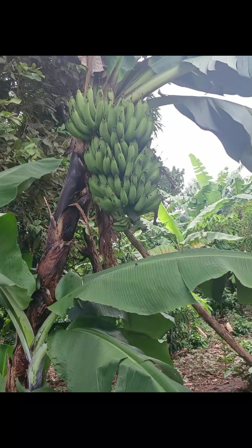 @MUKISSA AGRO Ug🌿