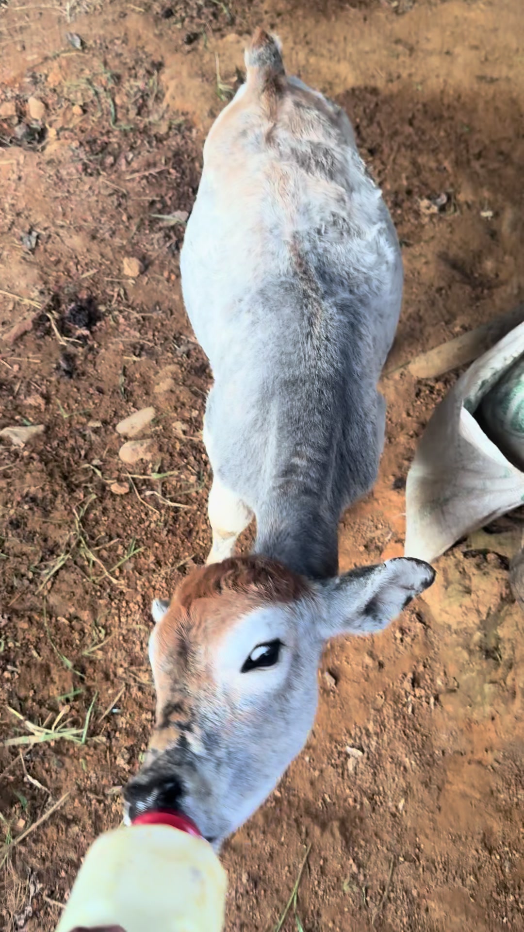 @Bandido De Amores 🥴