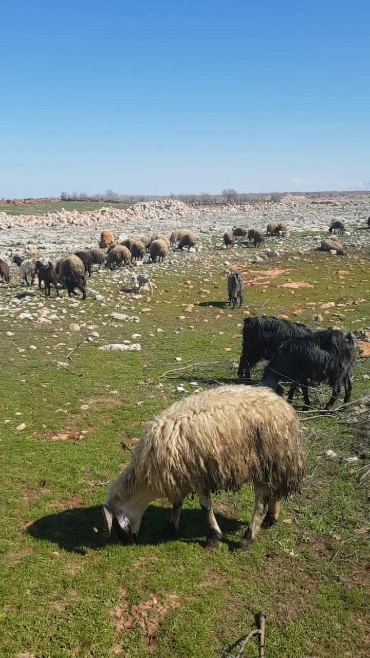 @Haci Altun270