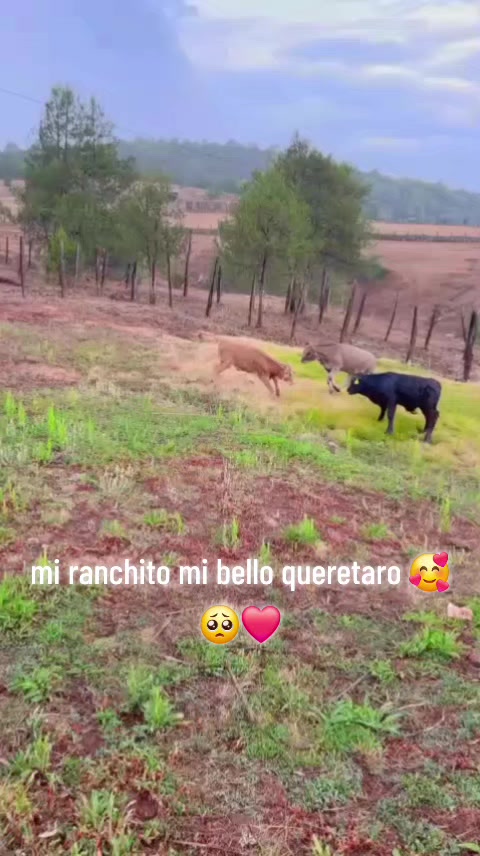 @Anita araujo 🥺🥰