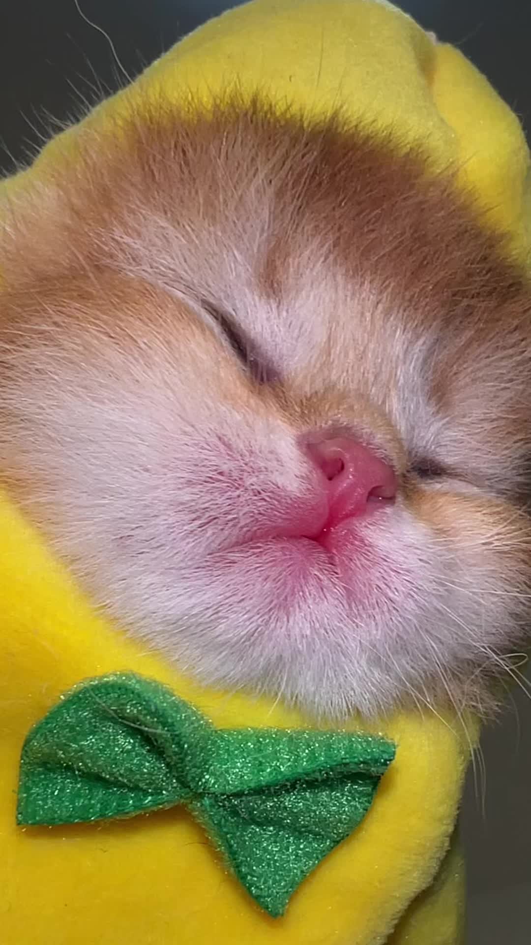 @Soothing Cats😻