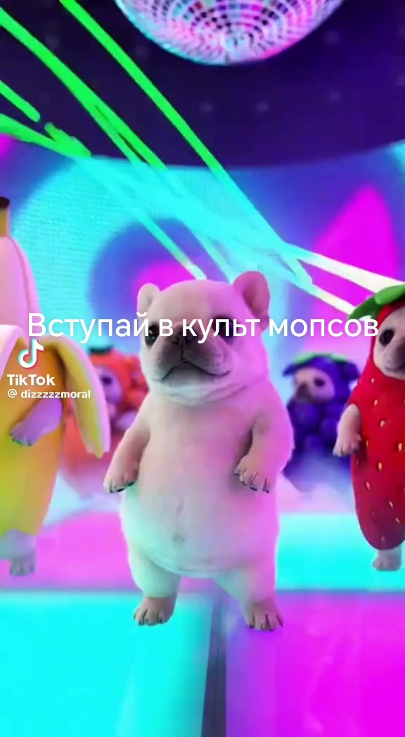 @культ мопсов