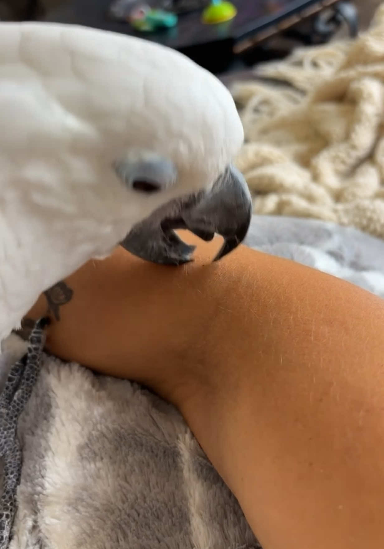 @bella_trixie_official