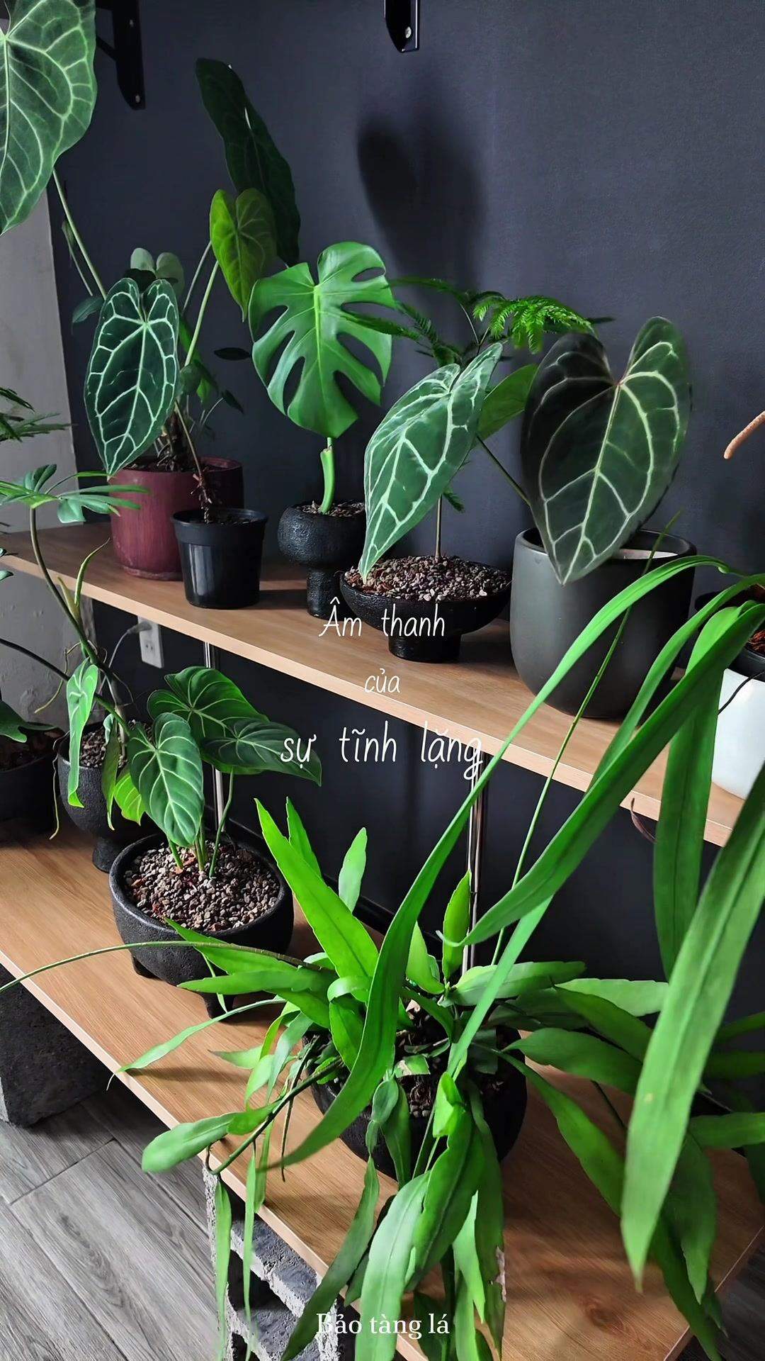 @Bảo t&agrave;ng L&aacute;