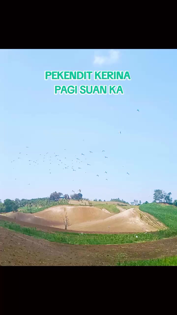 @Ari Sembiring366