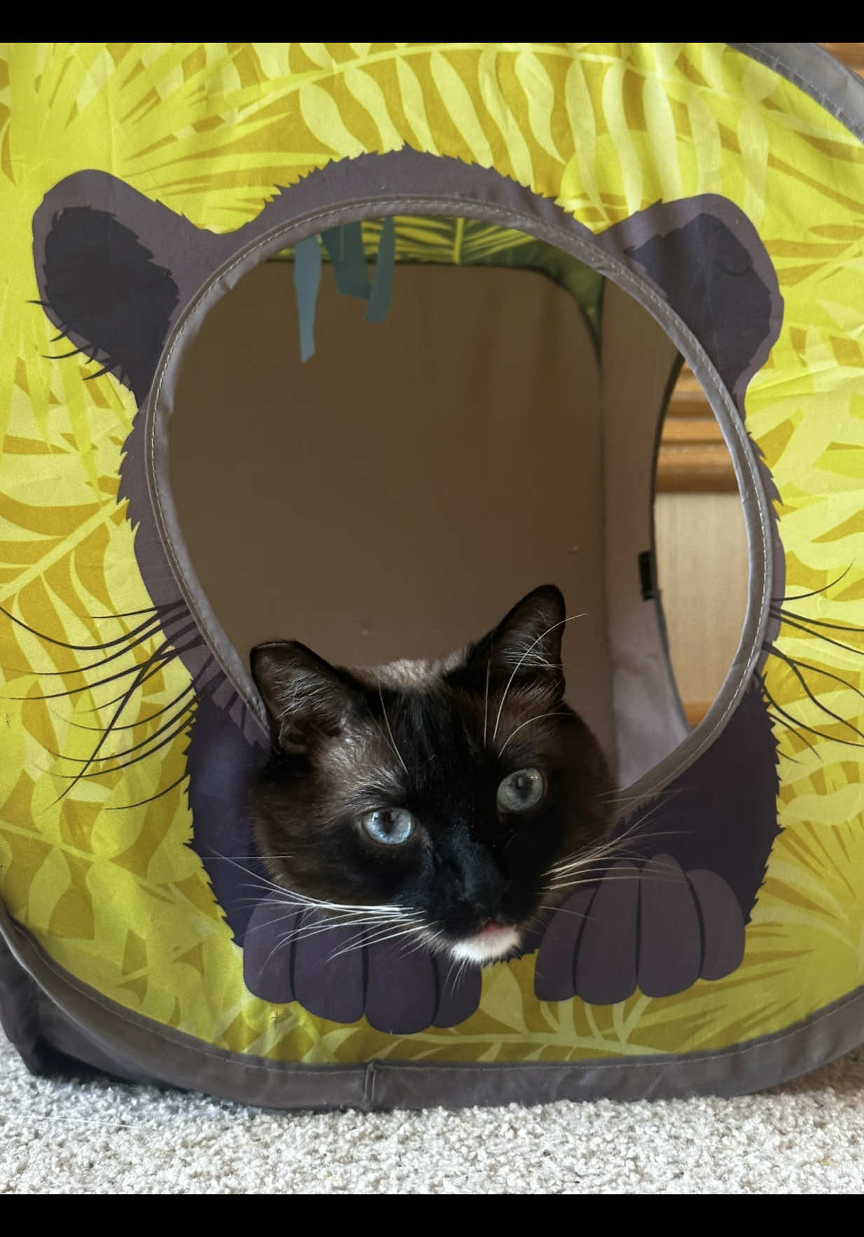 @SinCity_cats
