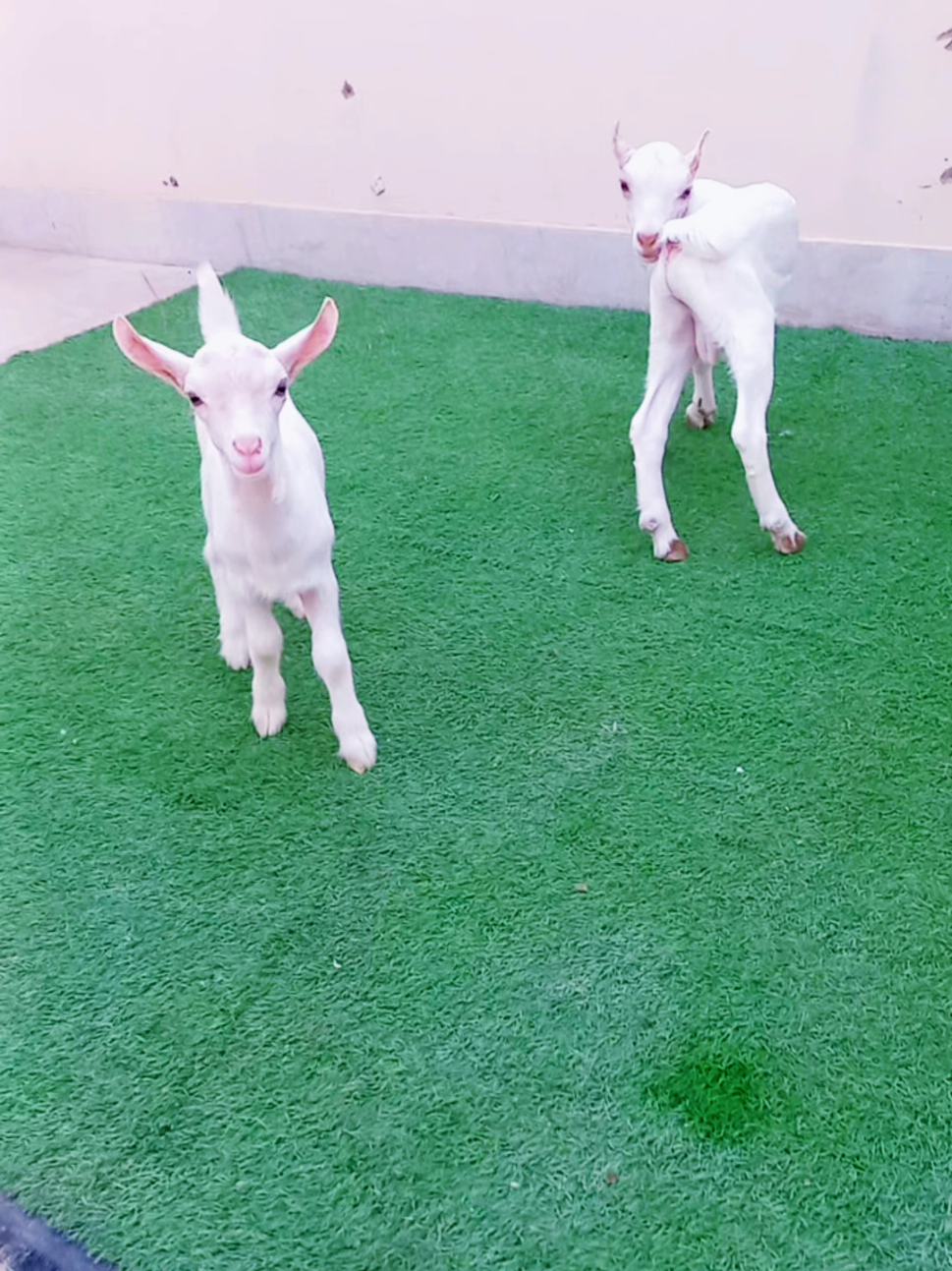 @Mustafa Goats