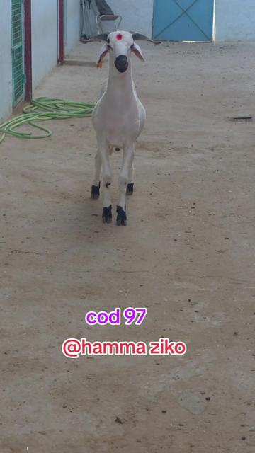 @hamma ziko