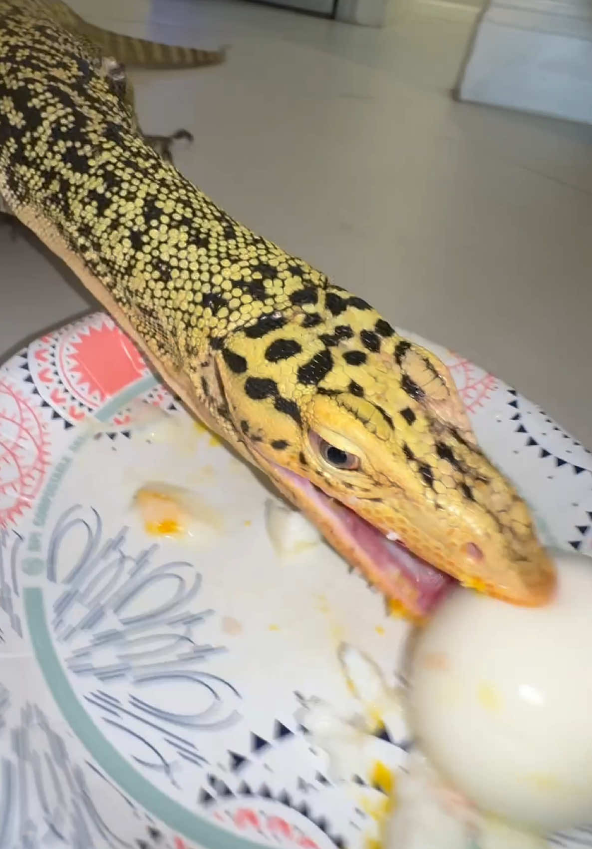 @Tommys_reptiles